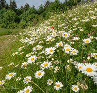 fileadmin/roha/images_galerie/Baum-natur-garten/Natur-Wildblumen-Landschaft/BL-WIESE-SAAL-LEU-0004-D-roha-Blumenwiese-Margerite-Leustetten.png