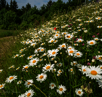 fileadmin/roha/images_galerie/Baum-natur-garten/Natur-Wildblumen-Landschaft/BL-WIESE-SAAL-LEU-0004-D-roha-Blumenwiese-Margerite-Leustetten.png