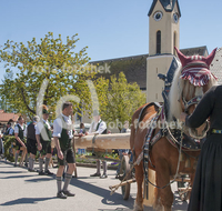 fileadmin/roha/images_galerie/brauchtum/Maibaum/Piding-Johannishoegl/BR-MAIB-PID-2017-1305-01-D-roha-Brauchtum-Maibaum-Piding-Pferdefuhrwerk.jpg