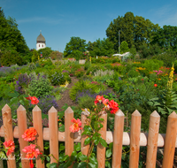 fileadmin/roha/images_galerie/Baum-natur-garten/Blumengarten-Blumen/CHIE-FRAU-0004-7-D-roha-Chiemsee-Fraueninsel-Frauenwoerth-Kloster-Garten-Rosen.png