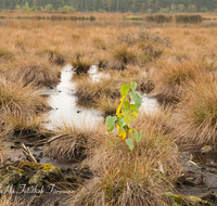 fileadmin/roha/images_galerie/orte_landschaft/Petting/Schoenramer-Moor/PE-SCHOENR-MOOR-0020-01-2-D-roha-Petting-Schoenramer-Moor-Herbst-Wasser-Moos-Binsen.png