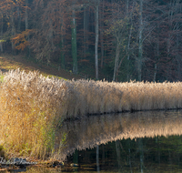 fileadmin/roha/images_galerie/orte_landschaft/Anger/Hoeglwoerth/AN-HOE-HERB-0001-04-D-roha-Anger-Hoeglwoerth-See-Schilf-Herbst-Wald.png