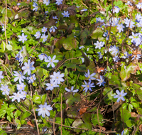 fileadmin/roha/images_galerie/Baum-natur-garten/Natur-Wildblumen-Landschaft/BL-LEB-0006-D-roha-Blumen-Wildblumen-Leberbluemchen-Hepatica-nobilis.png