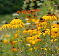 fileadmin/roha/images_galerie/Baum-natur-garten/Natur-Wildblumen-Landschaft/BL-WIESE-SURSP-0009-D-roha-Blumenwiese-Surspeicher-Petting-Teisendorf.png