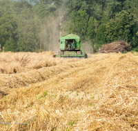 fileadmin/roha/images_galerie/Landwirtschaft/LANDW-MASCH-DRESCH-0012-D-roha-Landwirtschaft-Getreide-Maehdrescher-Stroh-Laufener-Landweizen.png