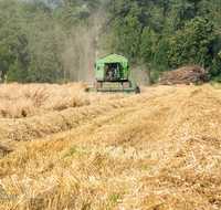 fileadmin/roha/images_galerie/Landwirtschaft/LANDW-MASCH-DRESCH-0012-D-roha-Landwirtschaft-Getreide-Maehdrescher-Stroh-Laufener-Landweizen.png