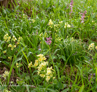 fileadmin/roha/images_galerie/Baum-natur-garten/Natur-Wildblumen-Landschaft/BL-WIESE-FRUEHL-0004-D-roha-Blumenwiese-Fruehjahr-Fruehling-Schluesselblume-Primula-elatior-Hohler-Lerchensporn-Corydalis-cava.png