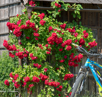 fileadmin/roha/images_galerie/Freizeit-Sport/E-Bike/SPO-E-BIKE-ROSE-0002-D-roha-Sport-E-Bike-Kletterrose-Stadel.png