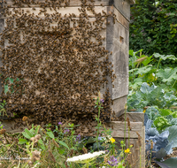 fileadmin/roha/images_galerie/Tiere/TIE-BIEN-BEUTE-0010-D-roha-Tiere-Insekten-Honig-Biene-Beute-Apis-mellifera-Garten.png