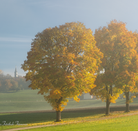 fileadmin/roha/images_galerie/orte_landschaft/Anger/Anger/AN-STEINH-ALLEE-0010-D-roha-Anger-Steinhoegl-Allee-Herbst.png