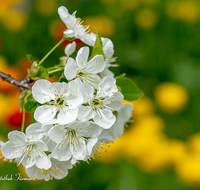 fileadmin/roha/images_galerie/Baum-natur-garten/Baeume/BAUM-KIRSCH-BLUE-0003-D-roha-Baeume-Kirsche-Bluete-Obst-Tulpe.png