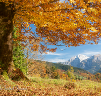 fileadmin/roha/images_galerie/orte_landschaft/Berchtesgaden/Ramsau/BGD-RA-LAN-GOE-0001-D-roha-Berchtesgaden-Ramsau-Landschaft-Herbst-Hoher-Goell-Buche.png