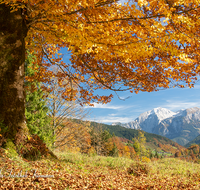 fileadmin/roha/images_galerie/orte_landschaft/Berchtesgaden/Ramsau/BGD-RA-LAN-GOE-0001-D-roha-Berchtesgaden-Ramsau-Landschaft-Herbst-Hoher-Goell-Buche.png