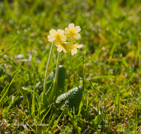 fileadmin/roha/images_galerie/Baum-natur-garten/Natur-Wildblumen-Landschaft/BL-SCHLUESS-0005-D-roha-Blumen-Schluesselblume-gelb-Gegenlicht-Fruehling.png