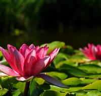 fileadmin/roha/images_galerie/Baum-natur-garten/Natur-Wildblumen-Landschaft/BL-WAS-SEER-0006-D-roha-Blumen-Wasser-Teich-Seerose-rot-Nymphaea.png