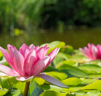 fileadmin/roha/images_galerie/Baum-natur-garten/Natur-Wildblumen-Landschaft/BL-WAS-SEER-0006-D-roha-Blumen-Wasser-Teich-Seerose-rot-Nymphaea.png