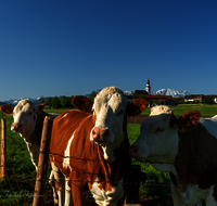 fileadmin/roha/images_galerie/Tiere/Kuh-Schaf-Pferd-Ziege/TIE-KUEHE-WEIL-0001-D-roha-Tiere-Kuehe-Weildorf.png