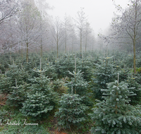 fileadmin/roha/images_galerie/Baum-natur-garten/Baeume/BAUM-CHRIST-0014-D-roha-Baum-Tanne-Christbaum-Plantage-Rauhreif.png