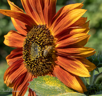 fileadmin/roha/images_galerie/Baum-natur-garten/Blumengarten-Blumen/BL-HAUSG-SONNEBL-0063-D-roha-Blumen-Hausgarten-Sonnenblume-Biene.png