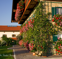 fileadmin/roha/images_galerie/Baum-natur-garten/Haus-Blumenschmuck-Deko/HAEU-BAU-0020-D-roha-Bauernhaus-Teisendorf-Seeleiten-Blumenschmuck-Spalierbaum.png