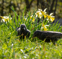 fileadmin/roha/images_galerie/Tiere/Vogel/TIE-VOEG-STAR-0011-05-D-roha-Tier-Vogel-Star-Sturnus-vulgaris.png