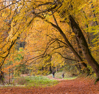 fileadmin/roha/images_galerie/Freizeit-Sport/Wandern/WEGE-HOEGLW-0008-D-roha-Wander-Weg-Hoeglwoerther-See-Herbst-Wald-Stimmung-Buche-Laub-Wanderer.png