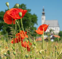 fileadmin/roha/images_galerie/orte_landschaft/Anger/Anger/AN-0020-MOHN-02-D-roha-Anger-Kirche-Mohn.png