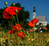 fileadmin/roha/images_galerie/orte_landschaft/Anger/Anger/AN-0020-MOHN-02-D-roha-Anger-Kirche-Mohn.png