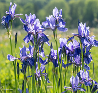 fileadmin/roha/Interessantes-in-Kurzform/ab-4-2021/BL-IRIS-0005-D-roha-Blumen-blaue-Iris-Schwertlilie-Iris-sibirica-Oberteisendorf-Feuchtwiese.png