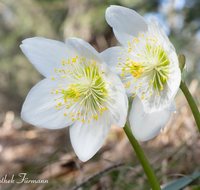 fileadmin/roha/Interessantes-in-Kurzform/BL-SCHNEERO-0015-D-roha-Blumen-Schneerose-Fruehling-Helleborus-niger.png