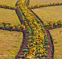 fileadmin/roha/images_galerie/orte_landschaft/Salzburg/Mirabell-Zwergerlgarten/SA-MIRA-GART-RAB-0002-D-roha-Salzburg-Schloss-Mirabell-Garten-Blumen-Rabatte-Stiefmuetterchen.png