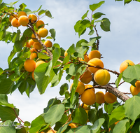 fileadmin/roha/images_galerie/Baum-natur-garten/Baeume/BAUM-APR-0009-D-roha-Baum-Obst-Aprikose-Frucht.png