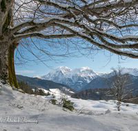 fileadmin/roha/images_galerie/Baum-natur-garten/Baeume/BAUM-BER-AH-BGD-RA-WI-0001-roha-Baum-Bergahorn-Ramsau-Berchtesgaden-Hoher-Goell-Winter-Schnee.png