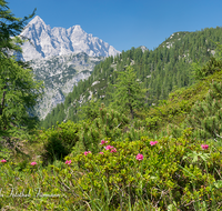 fileadmin/roha/images_galerie/orte_landschaft/Berchtesgaden/Nationalpark_Klausbachtal_Wimbachtal_-Klamm/BGD-NAT-FUNT-WATZ-0004-D-roha-Berchtesgaden-Nationalpark-Steinernes-Meer-Watzmann-Almrausch-Rhododendron-hirsutum.png