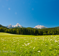 fileadmin/roha/images_galerie/orte_landschaft/Berchtesgaden/Watzmann/BGD-WATZ-HOCHK-0003-D-roha-Berchtesgaden-Watzmann-Hochkalter-Fruehling-Aschauer-Weiher-Blumenwiese.png