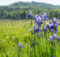 fileadmin/roha/images_galerie/Baum-natur-garten/Natur-Wildblumen-Landschaft/BL-IRIS-0006-02-D-roha-Blumen-blaue-Iris-Schwertlilie-Iris-sibirica-Oberteisendorf-Feuchtwiese.png