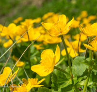 fileadmin/roha/images_galerie/Baum-natur-garten/Natur-Wildblumen-Landschaft/BL-WIESE-KALLB-0006-D-roha-Berg-Blumenwiese-Kallbrunn-Sumpfdotterblume.png