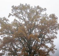 fileadmin/roha/images_galerie/Baum-natur-garten/Baeume/STIM-TEI-AN-RA-0018-D-roha-Stimmung-Teisendorf-Anger-Ramsau-Nebel-Eiche.png