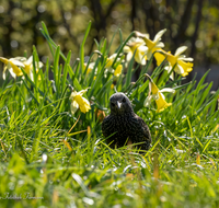 fileadmin/roha/images_galerie/Tiere/Vogel/TIE-VOEG-STAR-0011-07-D-roha-Tier-Vogel-Star-Sturnus-vulgaris.png