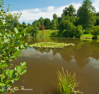 fileadmin/roha/images_galerie/wasser/WAS-WEIH-TEIS-0002-D-roha-Wasser-Teisendorf-Pfarrerweiher-Seerosen-Teich.png