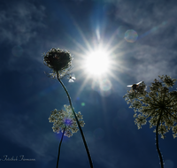 fileadmin/roha/images_galerie/stimmung-Sonne/BL-WIESE-UF-MOE-0013-D-roha-Blumenwiese-Wilde-Moehre-Bluete-Daucus-carota-subsp.png