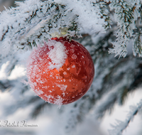 fileadmin/roha/images_galerie/brauchtum/Weihnachten/BR-WEIH-SCHMUCK-WI-0004-D-roha-Brauchtum-Weihnachten-Schmuck-Christbaum-Kugel-Winter-Schnee-rot.png