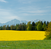 fileadmin/roha/images_galerie/orte_landschaft/Saaldorf/LANDS-SAAL-ABTS-0007-D-roha-Landschaft-Saaldorf-Abtsdorf-Hochstaufen-Zwiesel-Rapsfeld.png