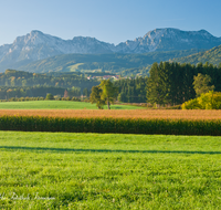 fileadmin/roha/images_galerie/orte_landschaft/Teisendorf/IN-LANDS-Teisendorf/LANDS-TEIS-HOCHST-0027-D-roha-Landschaft-Teisendorf-Ufering-Mais-Feld-Hochstaufen-Zwiesel.png