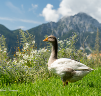 fileadmin/roha/images_galerie/Tiere/TIE-VOEG-GANS-0001-D-roha-Tiere-Voegel-Gans-Anserinae-Hochstaufen.png