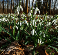 fileadmin/roha/Interessantes-in-Kurzform/ab-5-2023/BL-SCHNEEGL-0070-D-roha-Blumen-Schneegloeckchen-Galanthus.png