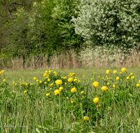 fileadmin/roha/images_galerie/Baum-natur-garten/Natur-Wildblumen-Landschaft/BL-TROLL-0010-D-roha-Blume-Trollblume-Trollius-europaeus-Fruehling.png