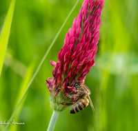 fileadmin/roha/images_galerie/Tiere/BL-WIESE-BIE-0004-D-roha-Blumenwiese-Blutklee-Biene-Apiformes.png