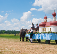 fileadmin/roha/images_galerie/brauchtum/Leonhardiritt/Holzhausen_01/Kaltblutfest/BR-PFRI-HOLZ-KALTBL-0081-D-roha-Brauchtum-Kaltblut-Pferd-Fest-Holzhausen-St-Bartholomae.png