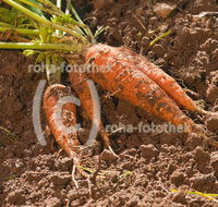 fileadmin/roha/images_galerie/Baum-natur-garten/Gemuese-Garten-Kraeuter-neu/GAR-GEM-MOEH-0001-D-roha-Garten-Beet-Gemuese-Moehren-Gelbe-Rueben-Ernte.jpg